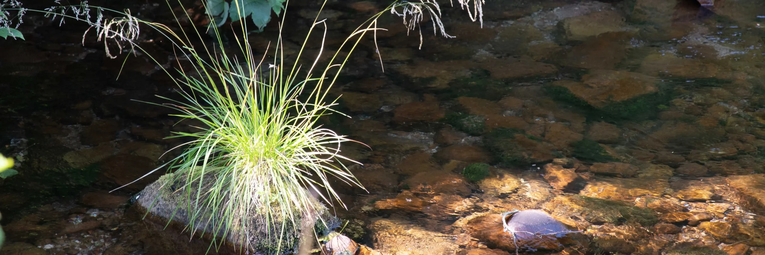 Hotel Sonne Baiersbronn: Nachhaltigkeit
